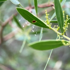 Neuroptera (order) at ANBG - 30 Mar 2024