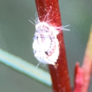 Icerya purchasi at ANBG - 30 Mar 2024 04:25 PM