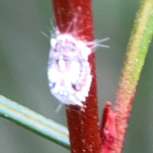 Icerya purchasi at ANBG - 30 Mar 2024 04:25 PM