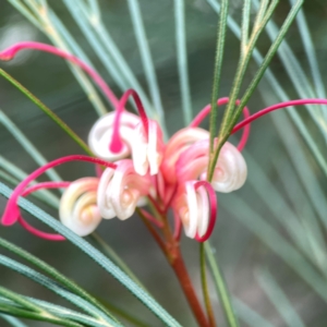 Icerya purchasi at ANBG - 30 Mar 2024