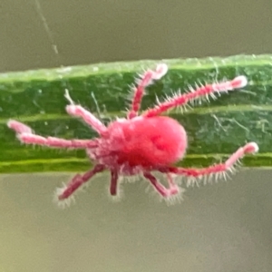 Trombidiidae (family) at ANBG - 30 Mar 2024