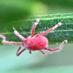 Trombidiidae (family) at ANBG - 30 Mar 2024