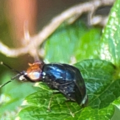 Depressa sp. (genus) at ANBG - 30 Mar 2024