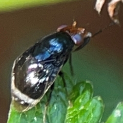 Depressa sp. (genus) at ANBG - 30 Mar 2024