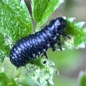 Altica sp. (genus) at ANBG - 30 Mar 2024