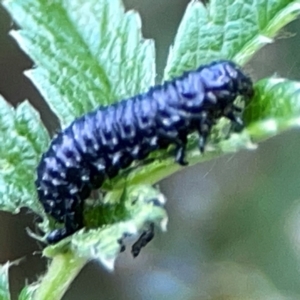 Altica sp. (genus) at ANBG - 30 Mar 2024