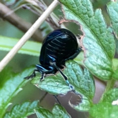 Arsipoda sp. (genus) at ANBG - 30 Mar 2024