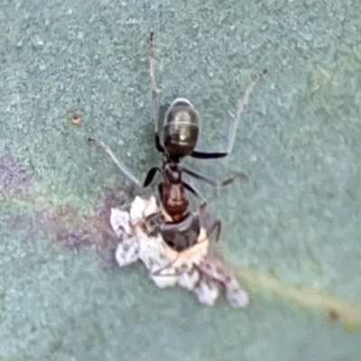 Iridomyrmex sp. (genus) (Ant) at Acton, ACT - 30 Mar 2024 by Hejor1