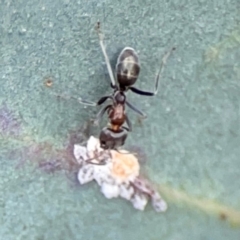 Iridomyrmex sp. (genus) at ANBG - 30 Mar 2024