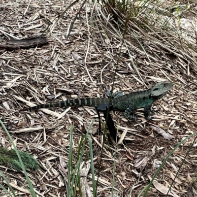 Intellagama lesueurii howittii (Gippsland Water Dragon) at ANBG - 30 Mar 2024 by Hejor1