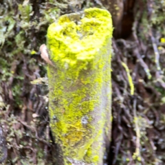 Chrysothrix sp. (genus) (A gold dust lichen) at Acton, ACT - 30 Mar 2024 by Hejor1