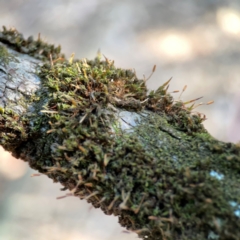 Unidentified Moss, Liverwort or Hornwort at Acton, ACT - 30 Mar 2024 by Hejor1