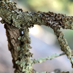 Unidentified Lichen at Acton, ACT - 30 Mar 2024 by Hejor1