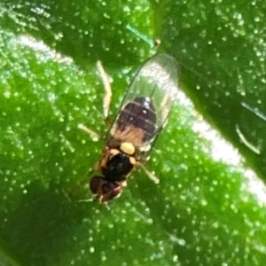 Gaurax sp. (genus) at ANBG - 30 Mar 2024