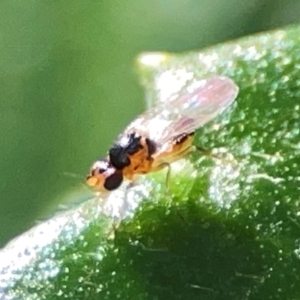 Gaurax sp. (genus) at ANBG - 30 Mar 2024