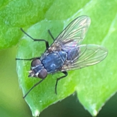 Calliphora sp. (genus) (Unidentified blowfly) at Acton, ACT - 30 Mar 2024 by Hejor1