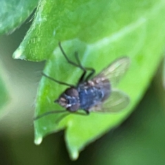 Calliphora sp. (genus) at ANBG - 30 Mar 2024