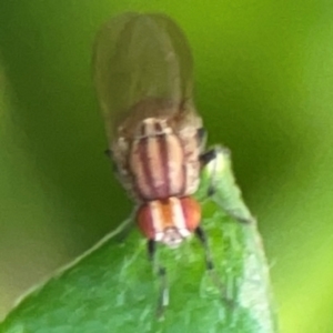 Sapromyza brunneovittata at ANBG - 30 Mar 2024