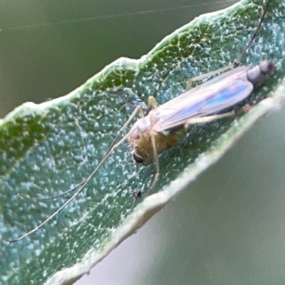 Chironomidae (family) (Non-biting Midge) at ANBG - 30 Mar 2024 by Hejor1