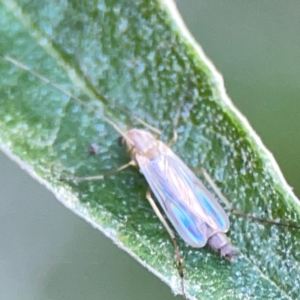 Chironomidae (family) at ANBG - 30 Mar 2024 03:37 PM