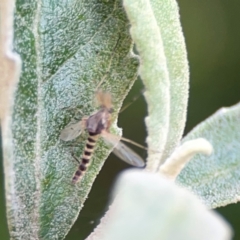 Chironomidae (family) at ANBG - 30 Mar 2024