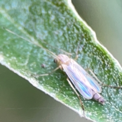 Chironomidae (family) at ANBG - 30 Mar 2024