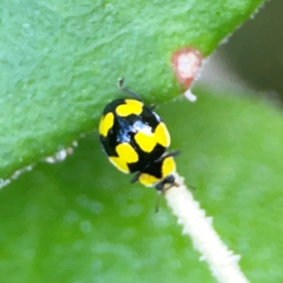 Illeis galbula (Fungus-eating Ladybird) at ANBG - 30 Mar 2024 by Hejor1