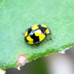 Illeis galbula at ANBG - 30 Mar 2024