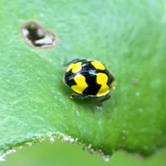 Illeis galbula at ANBG - 30 Mar 2024