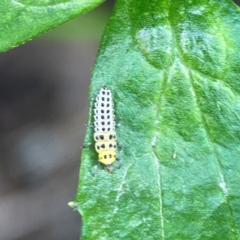 Illeis galbula at ANBG - 30 Mar 2024