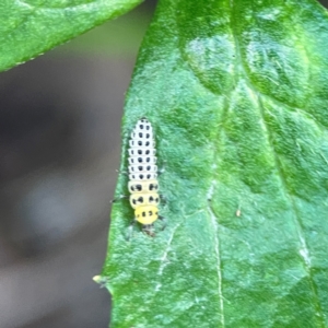 Illeis galbula at ANBG - 30 Mar 2024 03:36 PM