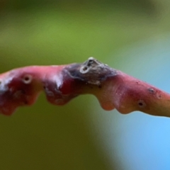 Unverified Eucalyptus Gall at ANBG - 30 Mar 2024 by Hejor1