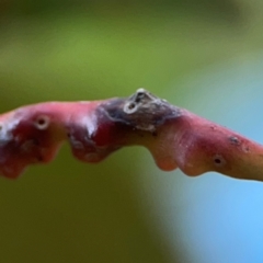 Unidentified Eucalyptus Gall at Acton, ACT - 30 Mar 2024 by Hejor1