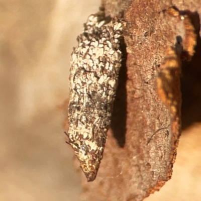 Psychidae (family) IMMATURE (Unidentified case moth or bagworm) at ANBG - 30 Mar 2024 by Hejor1