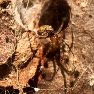 Cryptachaea veruculata at ANBG - 30 Mar 2024