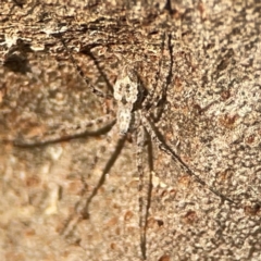 Tamopsis sp. (genus) (Two-tailed spider) at Acton, ACT - 30 Mar 2024 by Hejor1