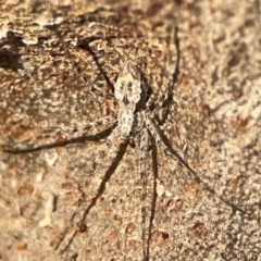 Tamopsis sp. (genus) at ANBG - 30 Mar 2024