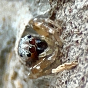 Arasia mollicoma at ANBG - 30 Mar 2024