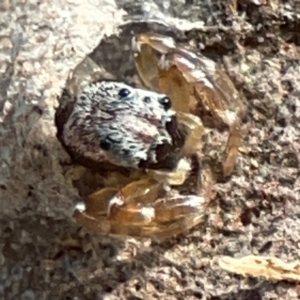 Arasia mollicoma at ANBG - 30 Mar 2024