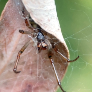 Phonognathidae (unofficial sub family) at ANBG - 30 Mar 2024