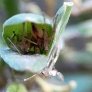 Cheiracanthium gracile at ANBG - 30 Mar 2024 04:28 PM