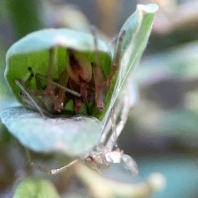 Cheiracanthium gracile (Slender sac spider) at Acton, ACT - 30 Mar 2024 by Hejor1