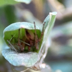 Cheiracanthium gracile at ANBG - 30 Mar 2024 04:28 PM