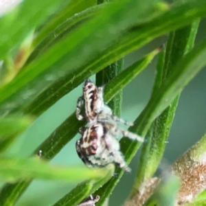 Opisthoncus serratofasciatus at ANBG - 30 Mar 2024