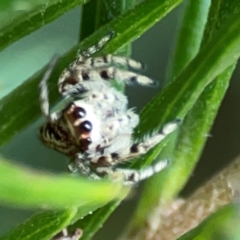 Opisthoncus serratofasciatus at ANBG - 30 Mar 2024