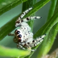 Opisthoncus serratofasciatus at ANBG - 30 Mar 2024 04:24 PM