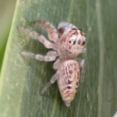 Opisthoncus grassator (Jumping spider) at Acton, ACT - 30 Mar 2024 by Hejor1