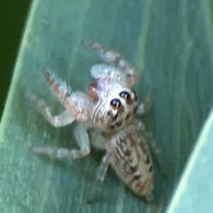 Opisthoncus grassator at ANBG - 30 Mar 2024