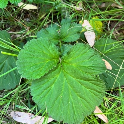 Geum urbanum (Herb Bennet) at Micalong Gorge - 30 Mar 2024 by courtneyb