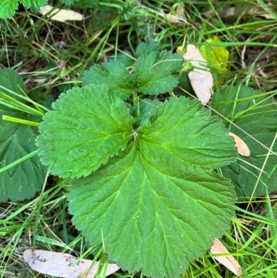 Geum urbanum (Herb Bennet) at Wee Jasper, NSW - 29 Mar 2024 by courtneyb